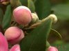山稔花02.jpg