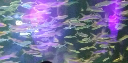 IMG_20170531_235019.jpg