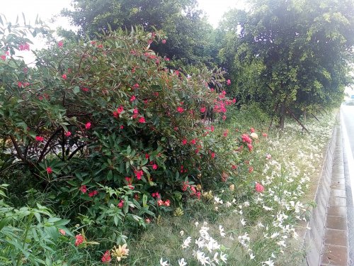 IMG_20170829_111447.jpg