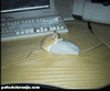 logo_2987.gif