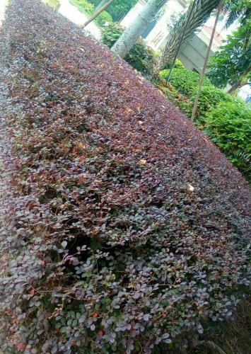 IMG_20171207_163529.jpg