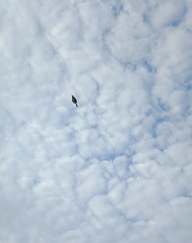 IMG_20180927_083617.jpg