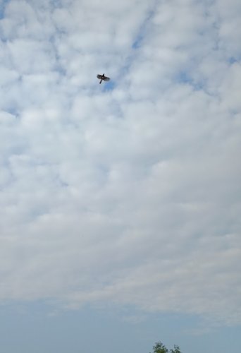IMG_20180927_083437.jpg