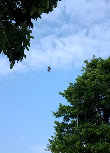 IMG_20180927_084022.jpg