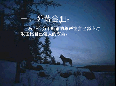 狼的原则1.gif