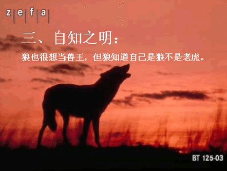 狼的原则3.gif