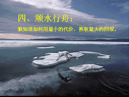 狼的原则4.gif
