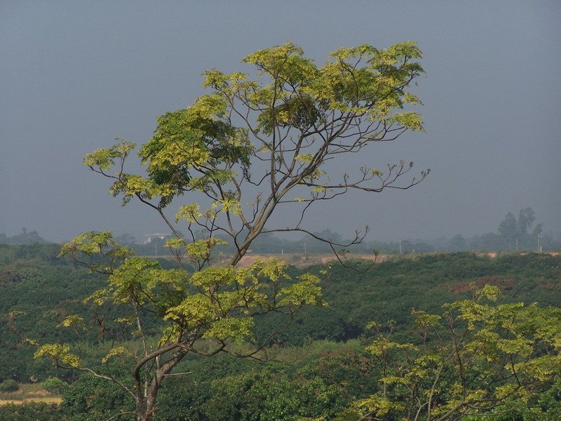 100_4940.JPG